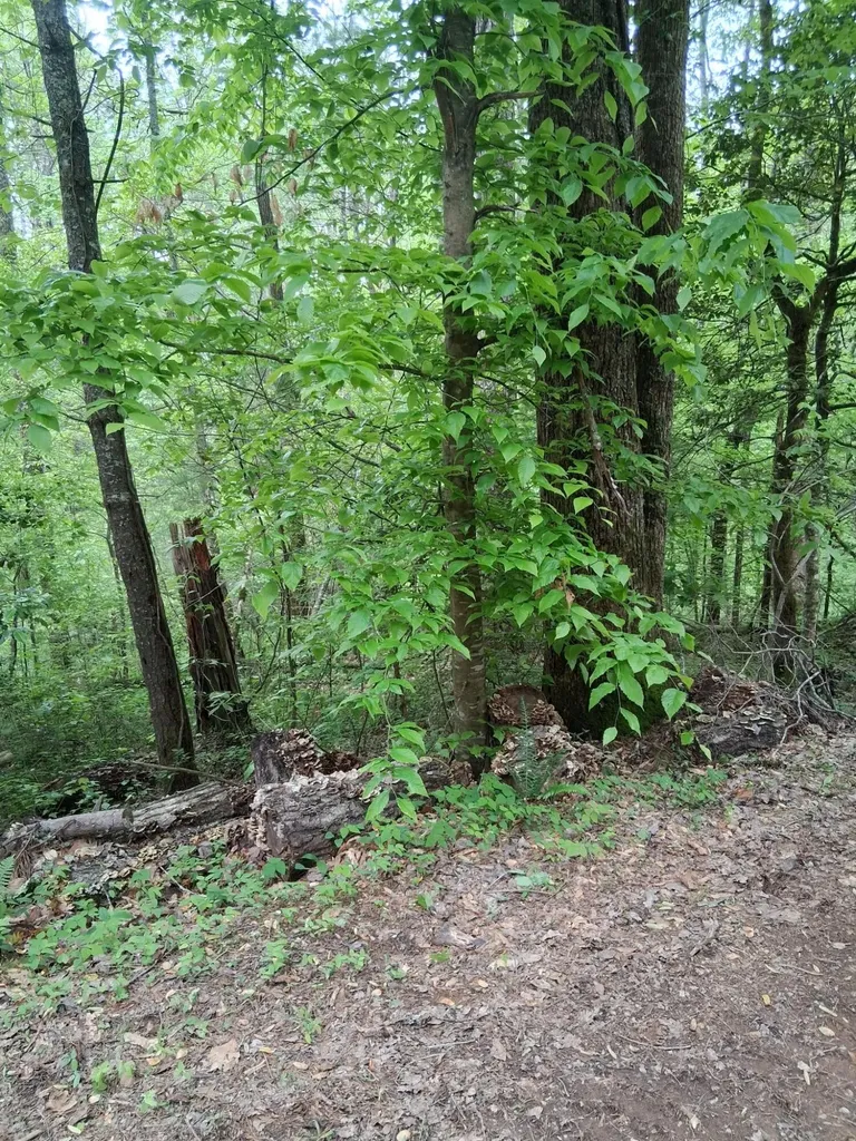 0 Tinker Branch Road Reliance TN 37369