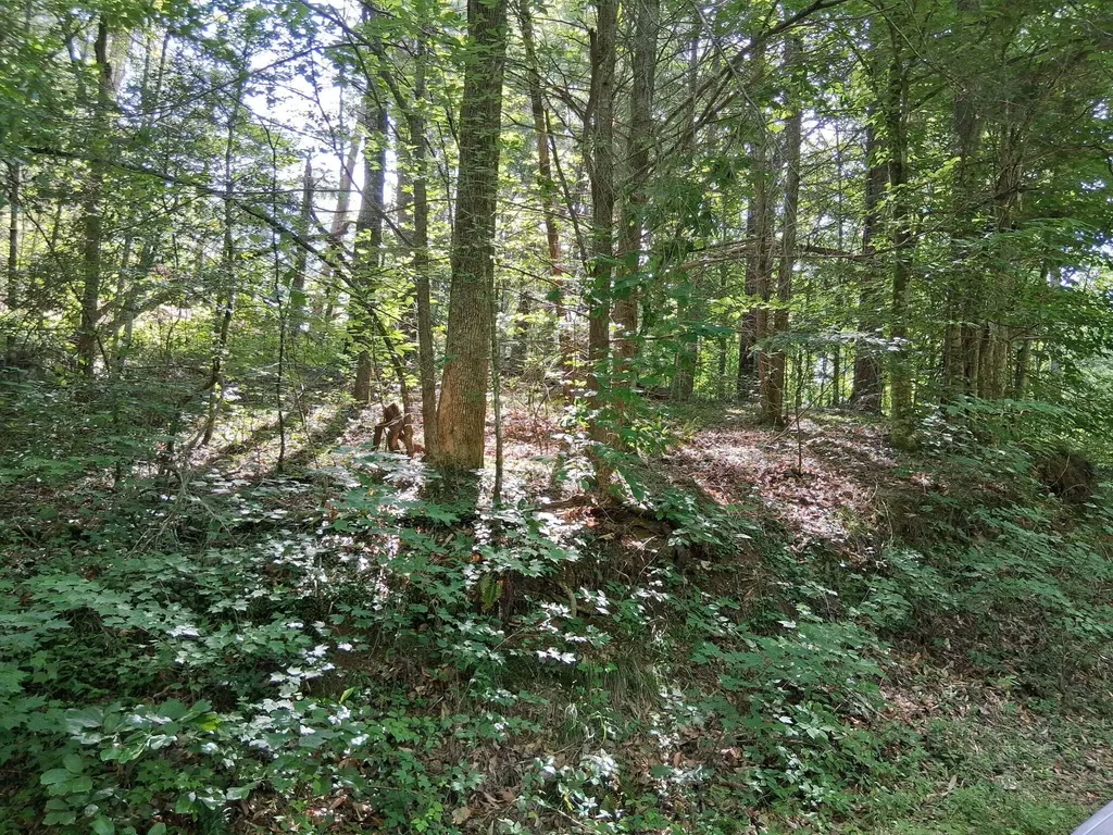 0 Tinker Branch Road Reliance TN 37369
