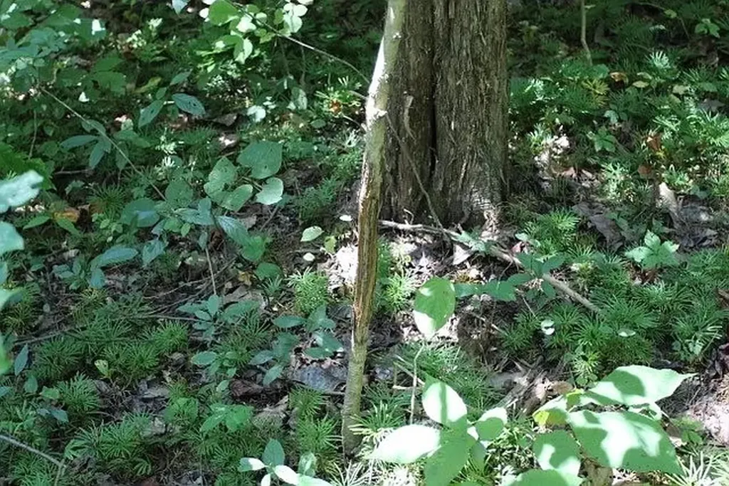 0 Old Highway 31e Westmoreland TN 37186