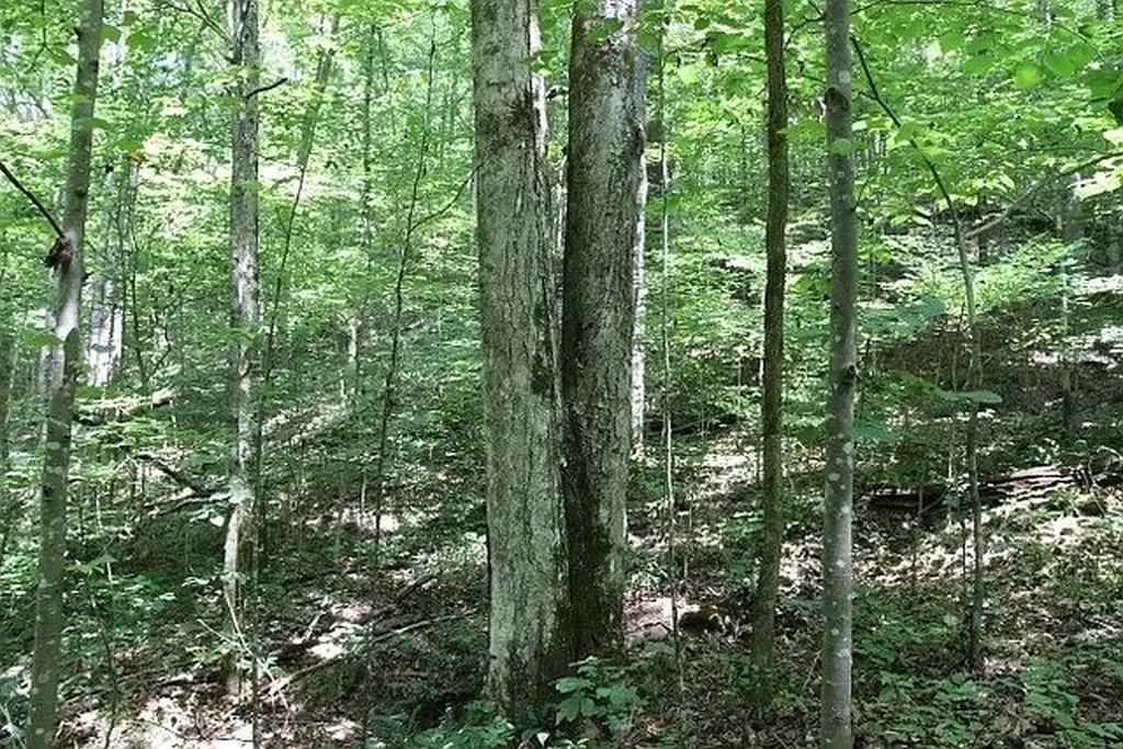 0 Old Highway 31e Westmoreland TN 37186