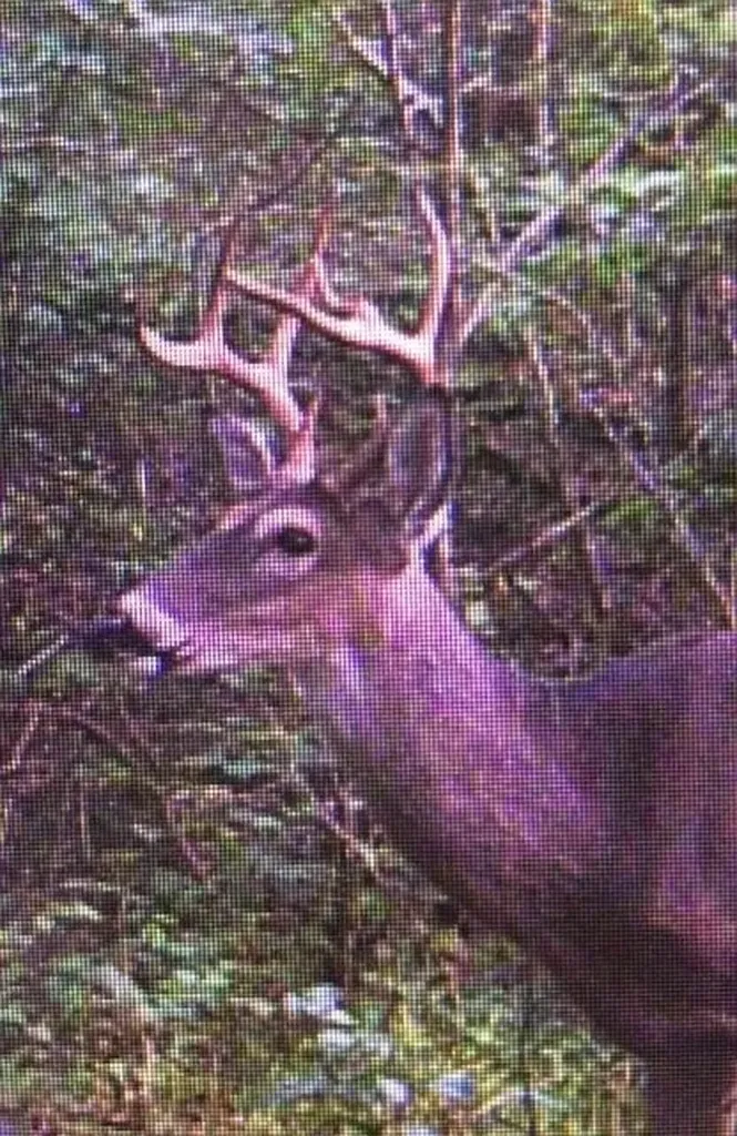 0 Old Highway 31e Westmoreland TN 37186