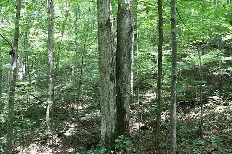 0 Old Highway 31e Westmoreland TN 37186