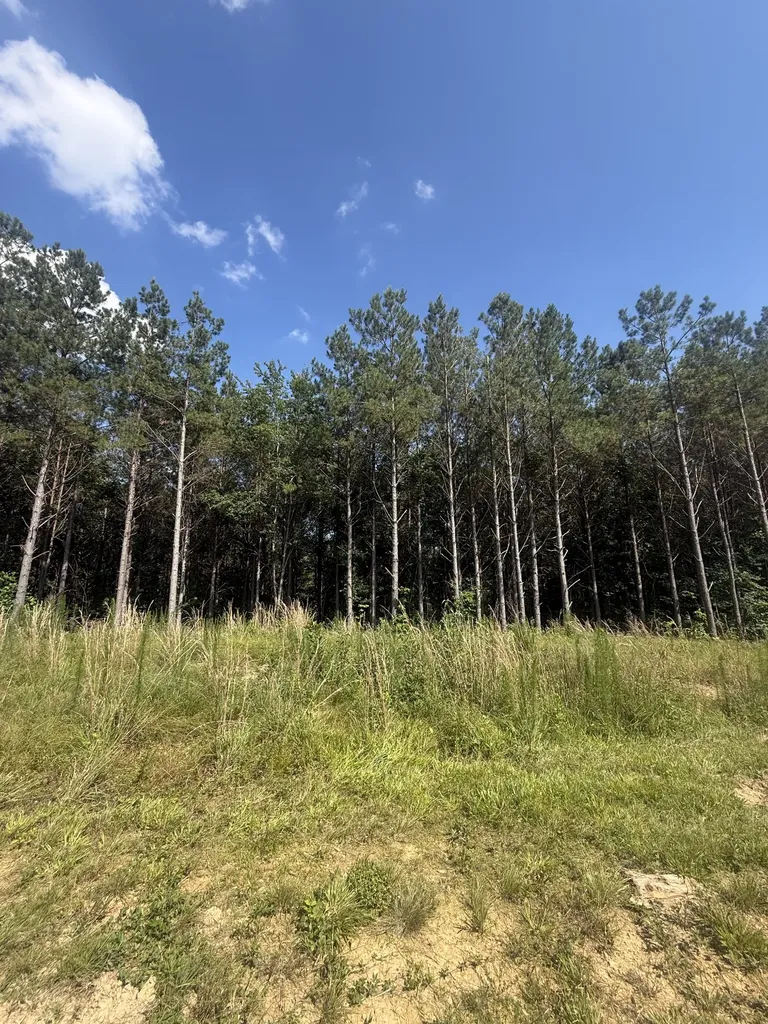 251 Fox Ridge Road Hohenwald TN 38462