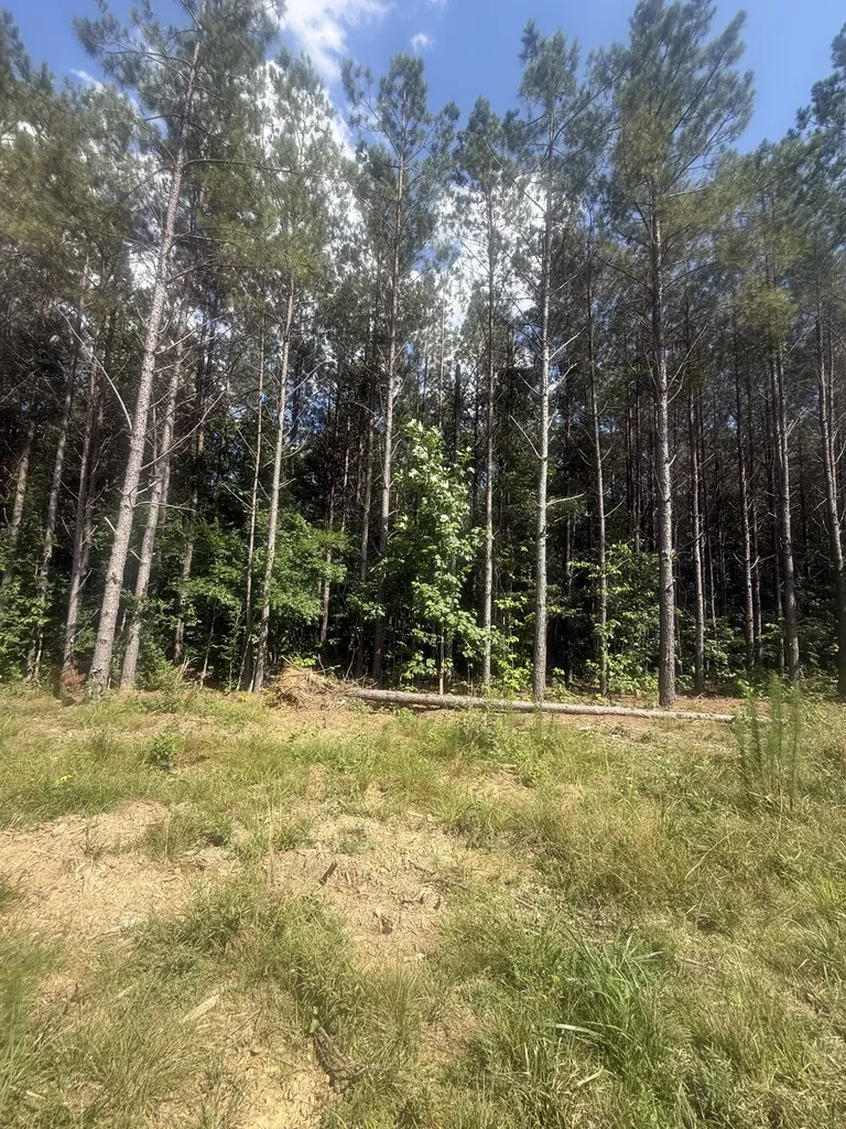 251 Fox Ridge Road Hohenwald TN 38462