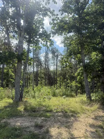 251 Fox Ridge Road Hohenwald TN 38462