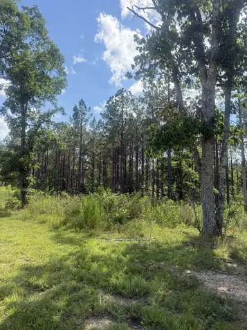 251 Fox Ridge Road Hohenwald TN 38462
