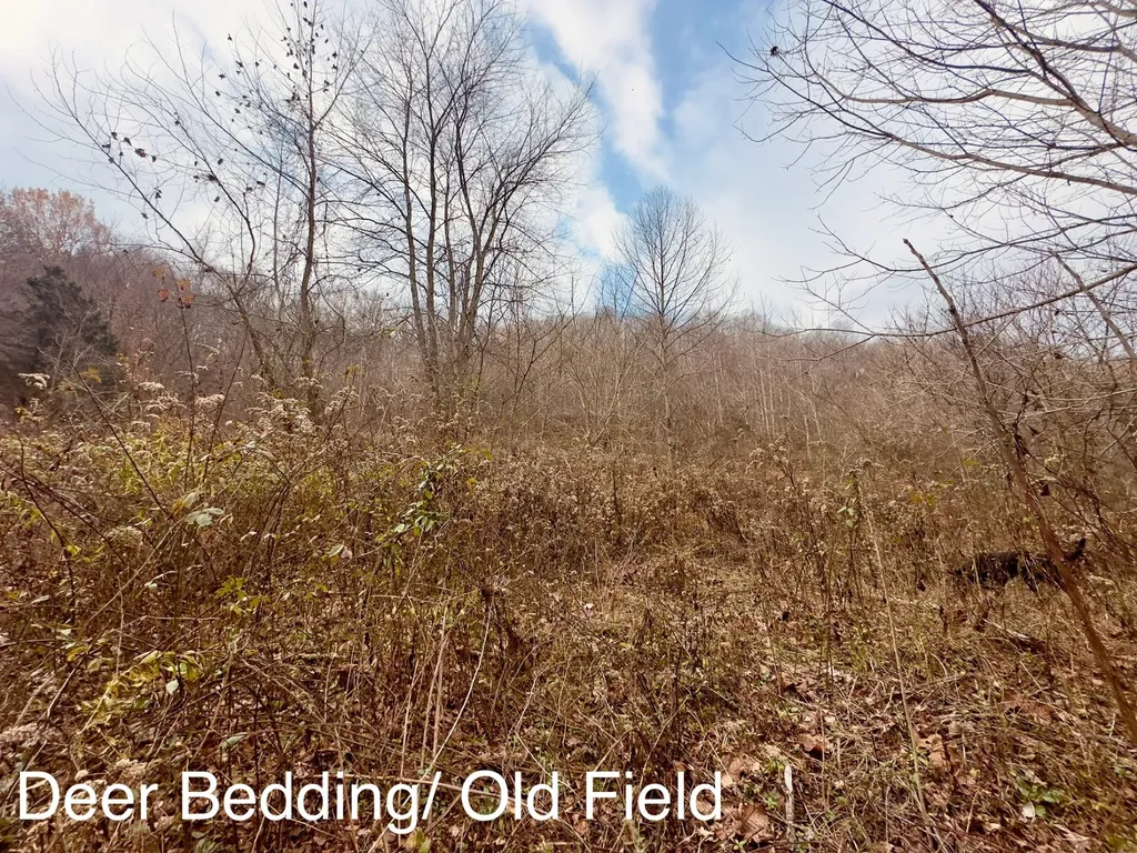 1611 Knob Creek Road Celina TN 38551