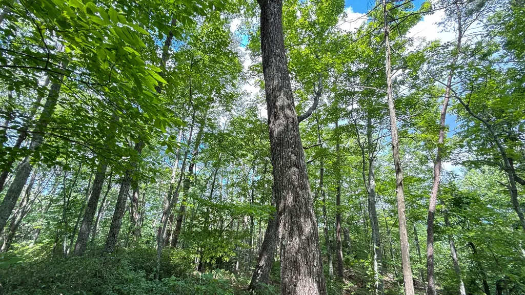 0 Flat Rock Road Jamestown TN 38556