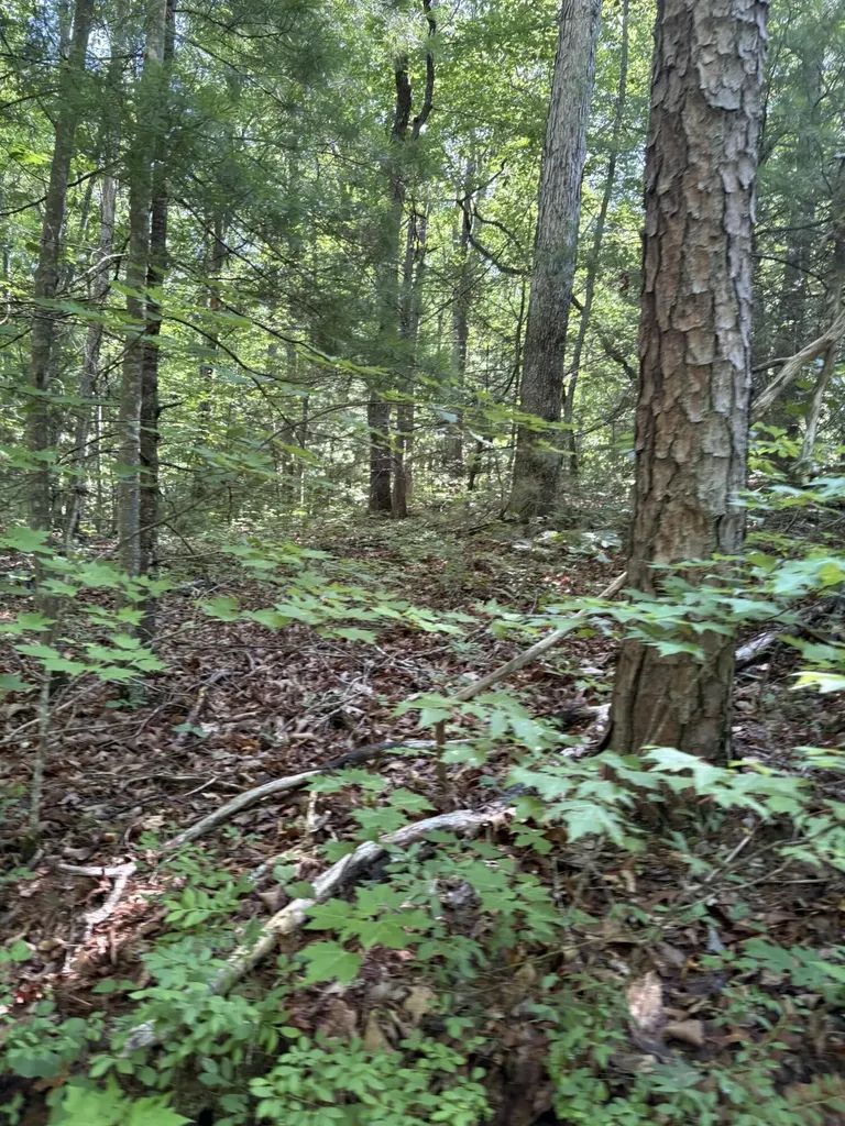 3 Old Furnace Road Tellico Plains TN 37385