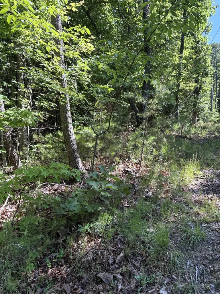 3 Old Furnace Road Tellico Plains TN 37385
