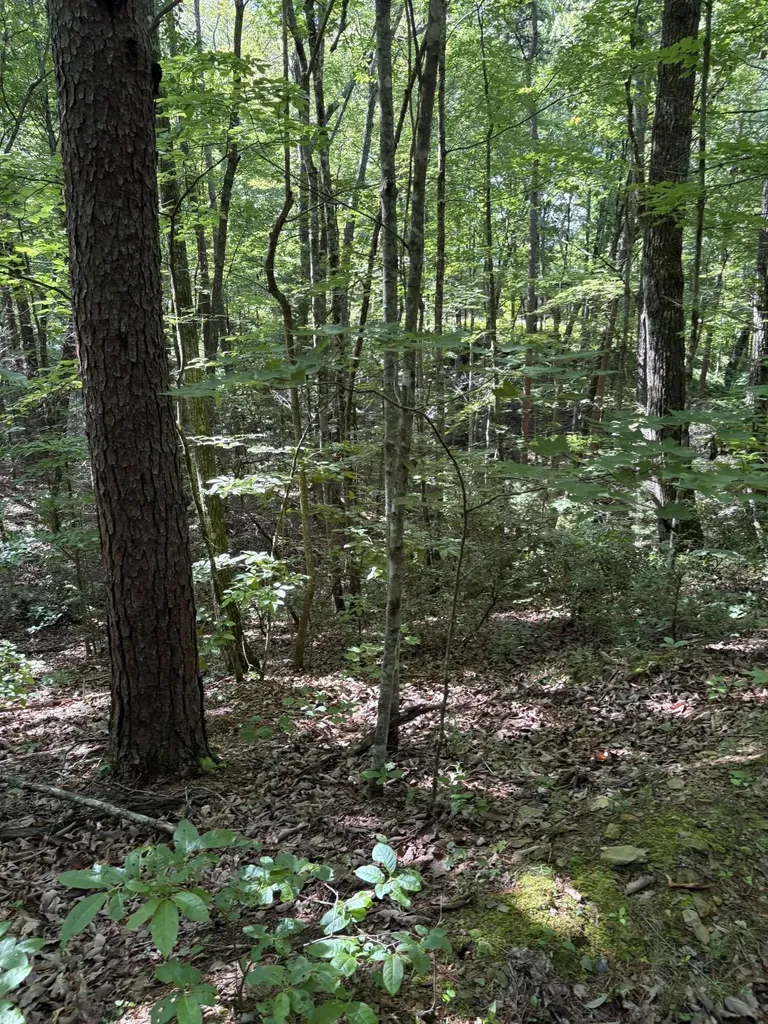 4 Old Furnace Road Tellico Plains TN 37385