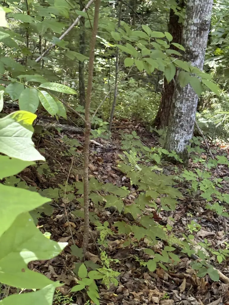 4 Old Furnace Road Tellico Plains TN 37385