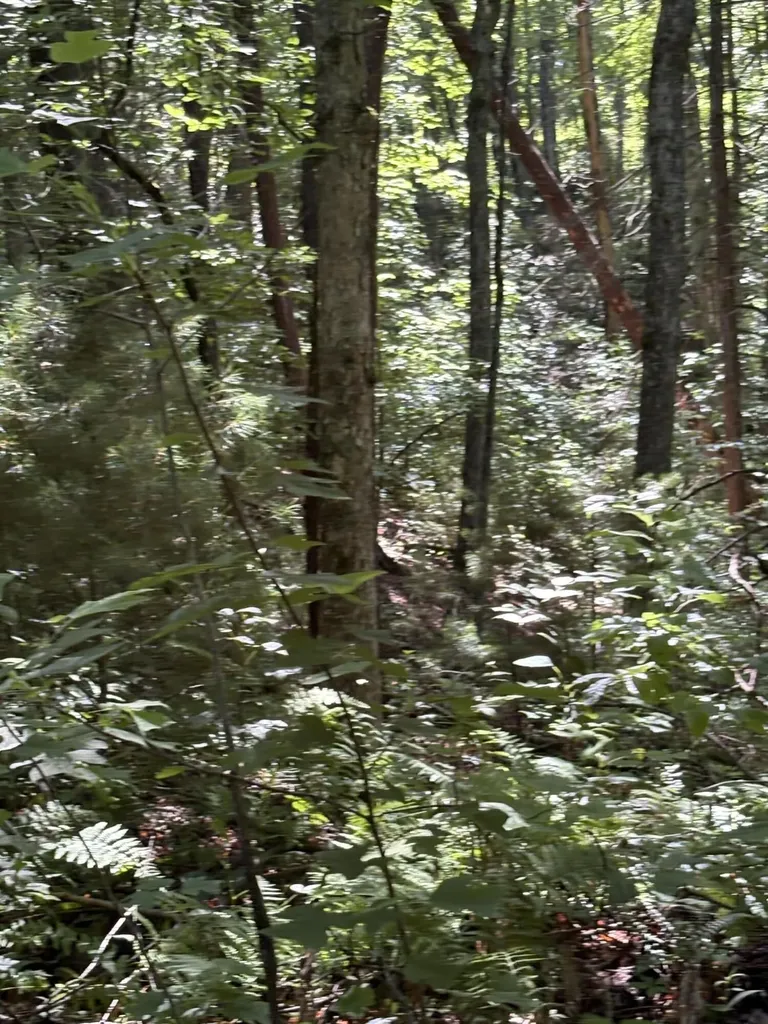 4 Old Furnace Road Tellico Plains TN 37385