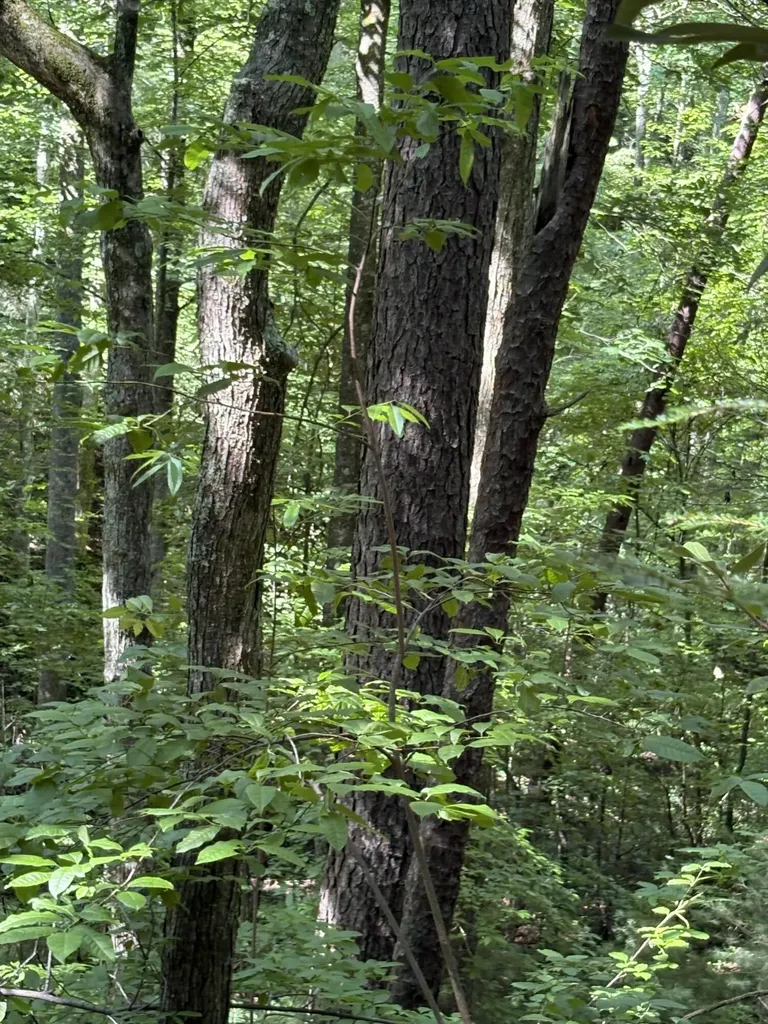 4 Old Furnace Road Tellico Plains TN 37385