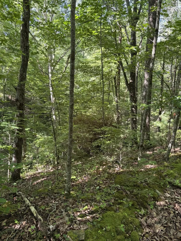 4 Old Furnace Road Tellico Plains TN 37385