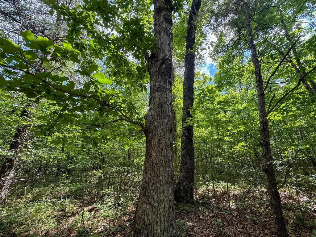 1 Maple Drive Pikeville TN 37367