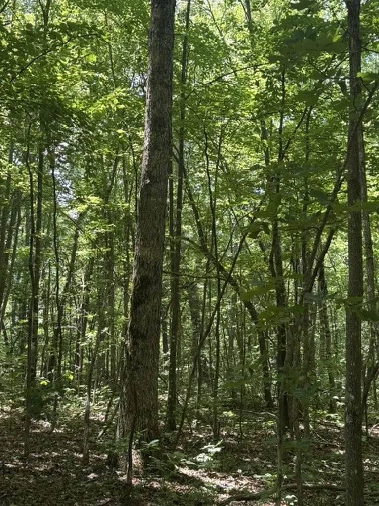 0 East Fork Lane Crawford TN 38554