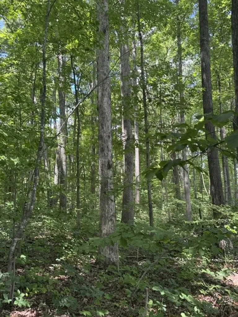 0 East Fork Lane Crawford TN 38554