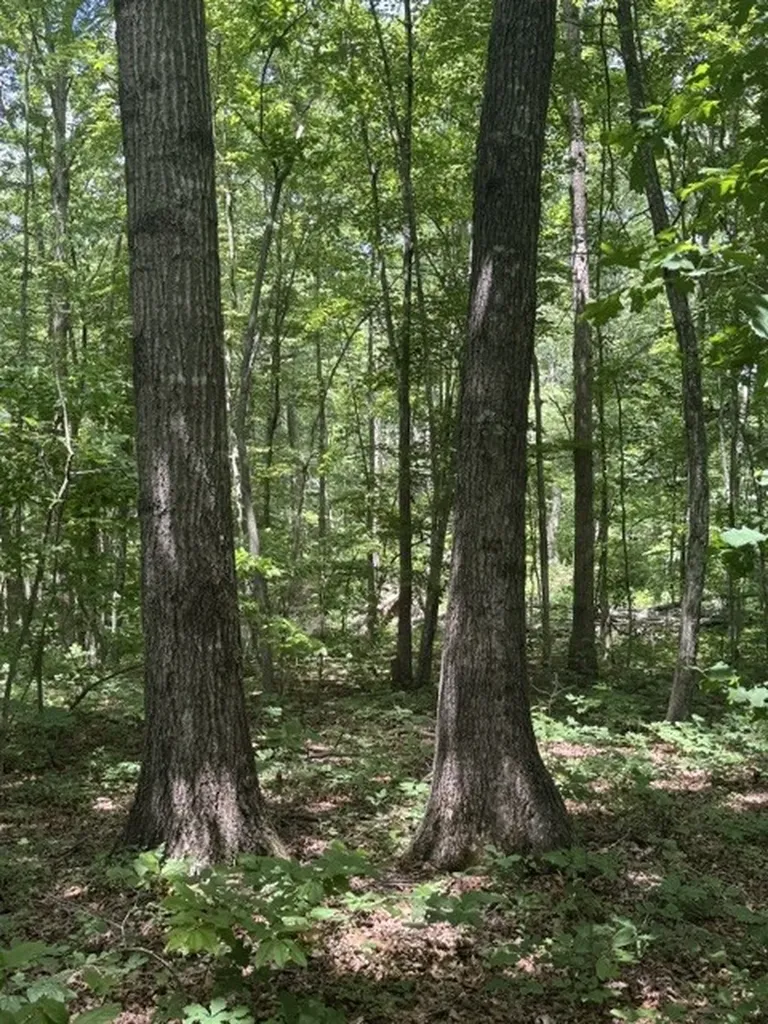 0 East Fork Lane Crawford TN 38554