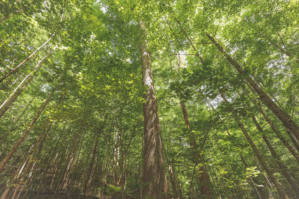 0 Long Fork Creek Road Spencer TN 38585
