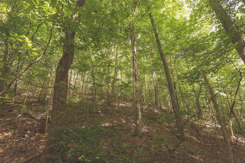 0 Long Fork Creek Road Spencer TN 38585