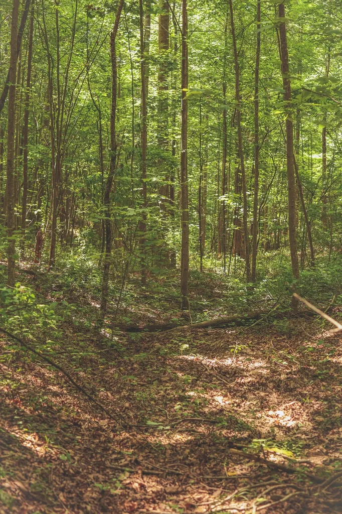 0 Long Fork Creek Road Spencer TN 38585