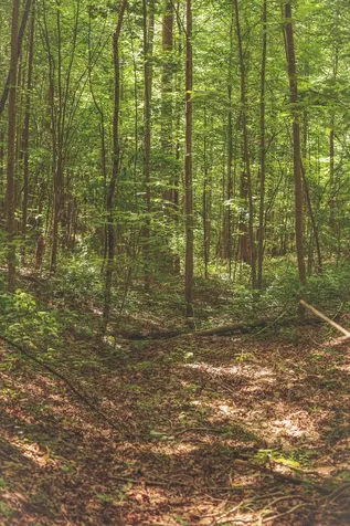 0 Long Fork Creek Road Spencer TN 38585