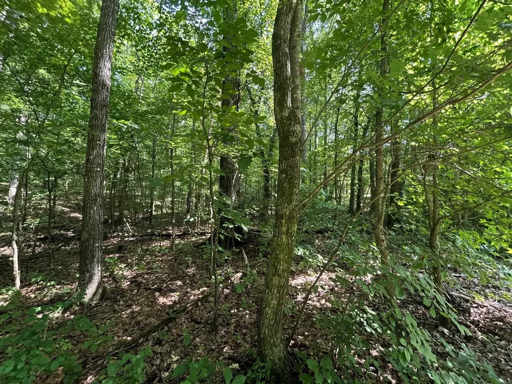 3 Highway 304 Ten Mile TN 37880