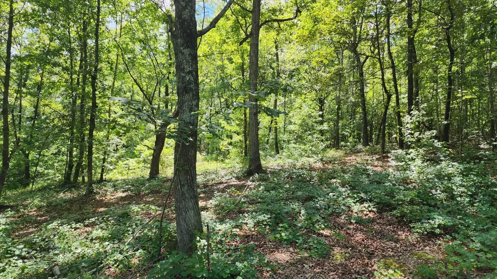 375 Goins Hill Road Ten Mile TN 37880