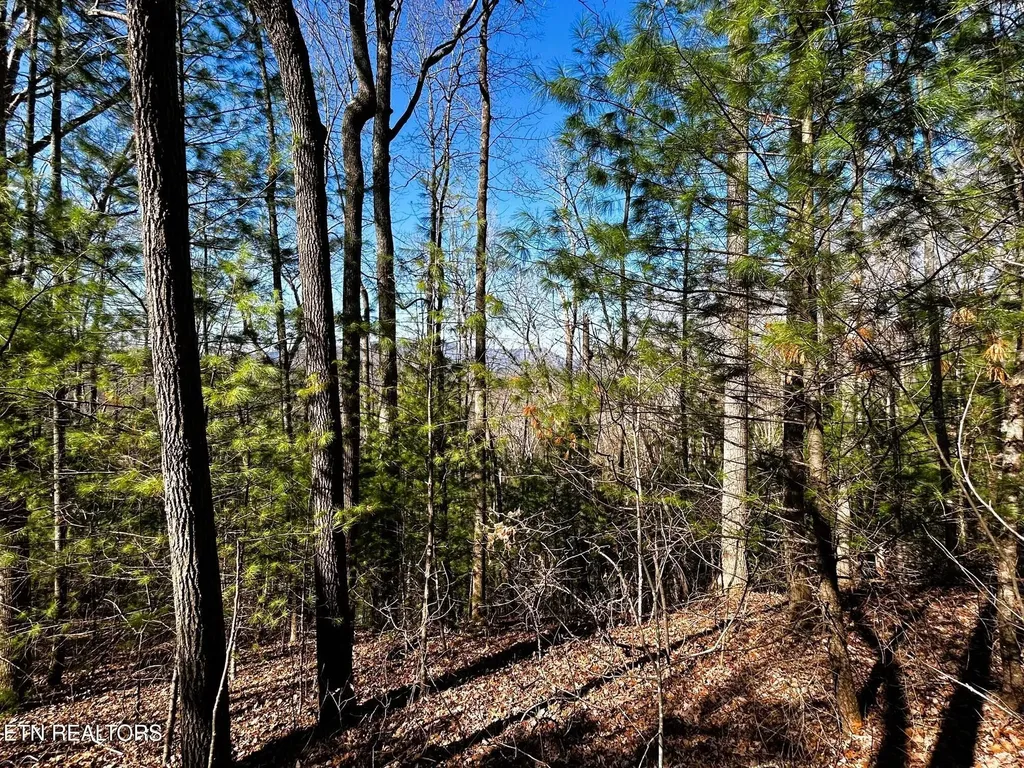 107125 Chestnut Mountain Road Reliance TN 37369