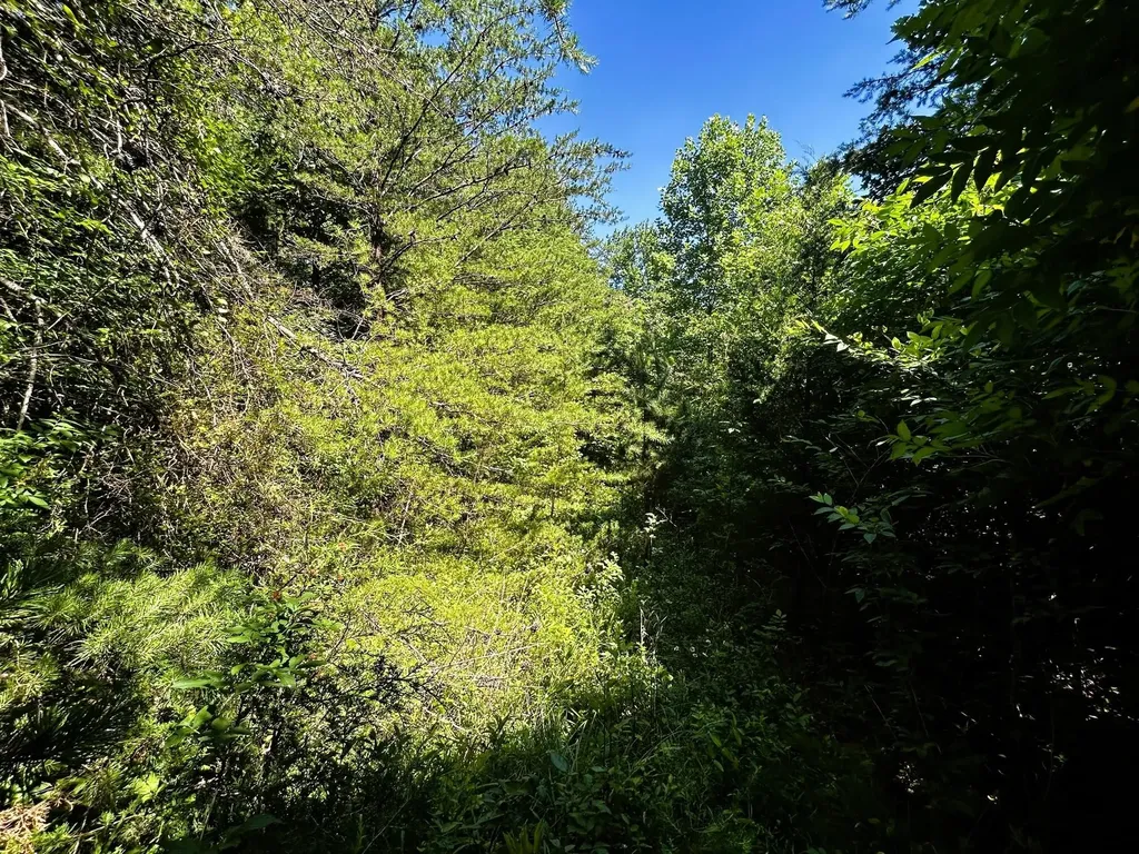 1060 County Road 130 Riceville TN 37370