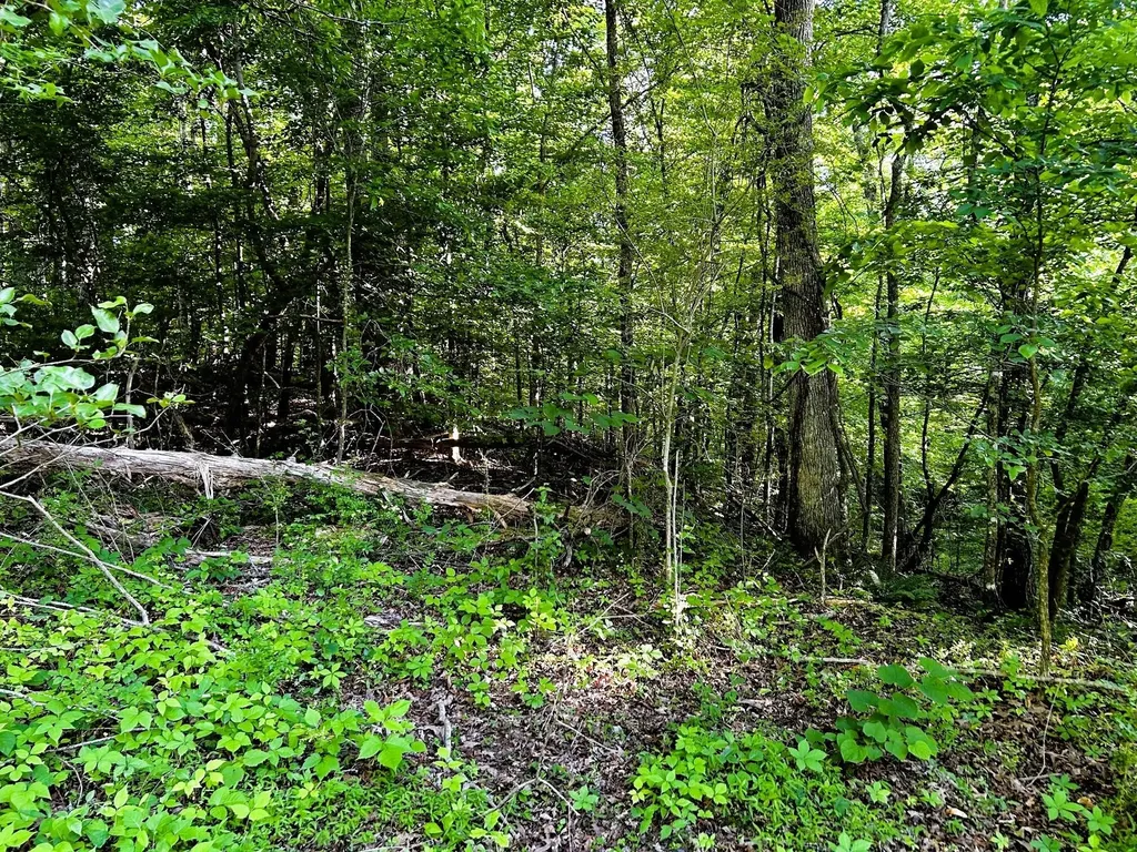 10 Pleasant Hill Road Ten Mile TN 37880