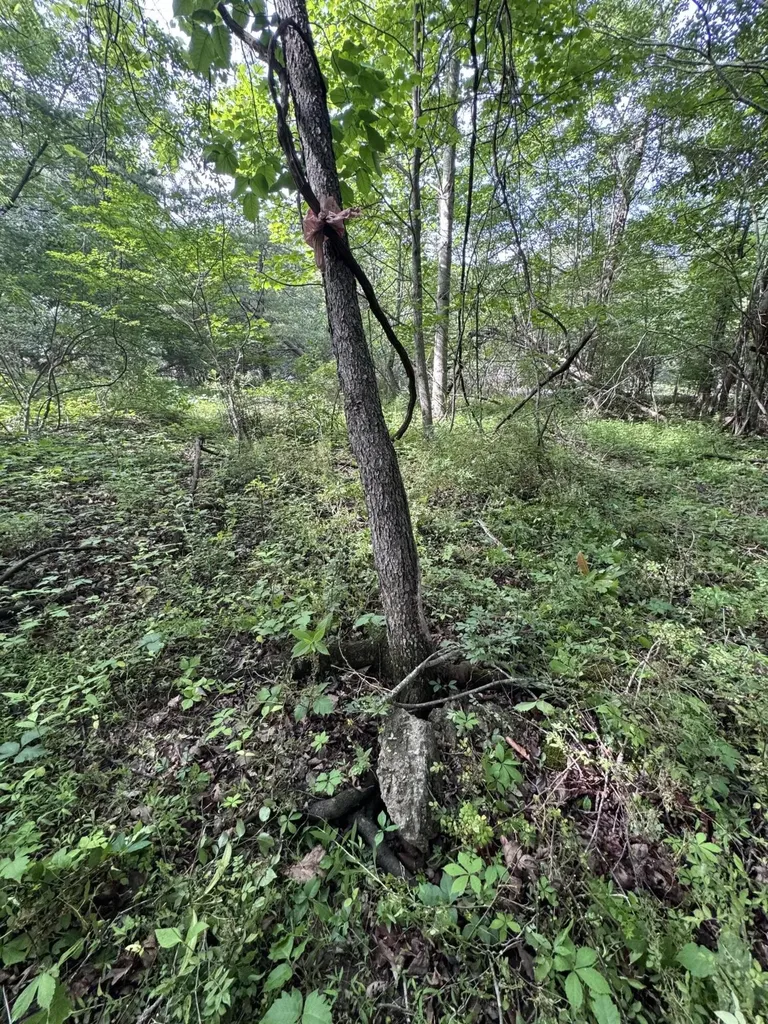119 Hampshire Lane Crossville TN 38558
