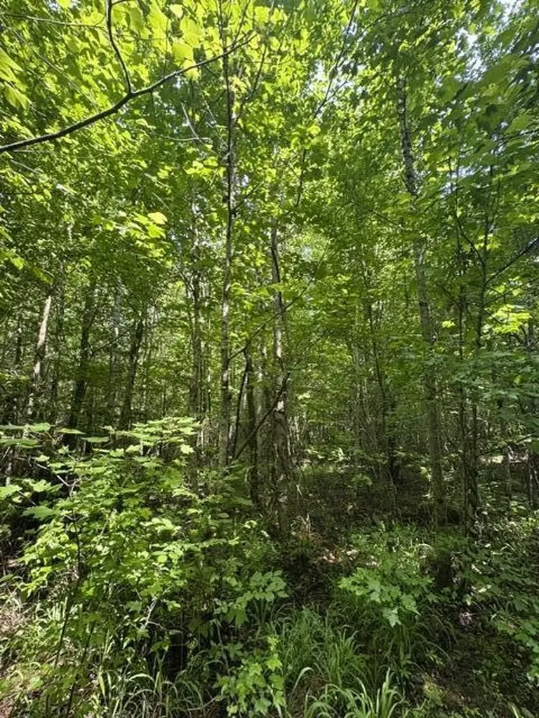 2784 Fiery Gizzard Road South Pittsburg TN 37380