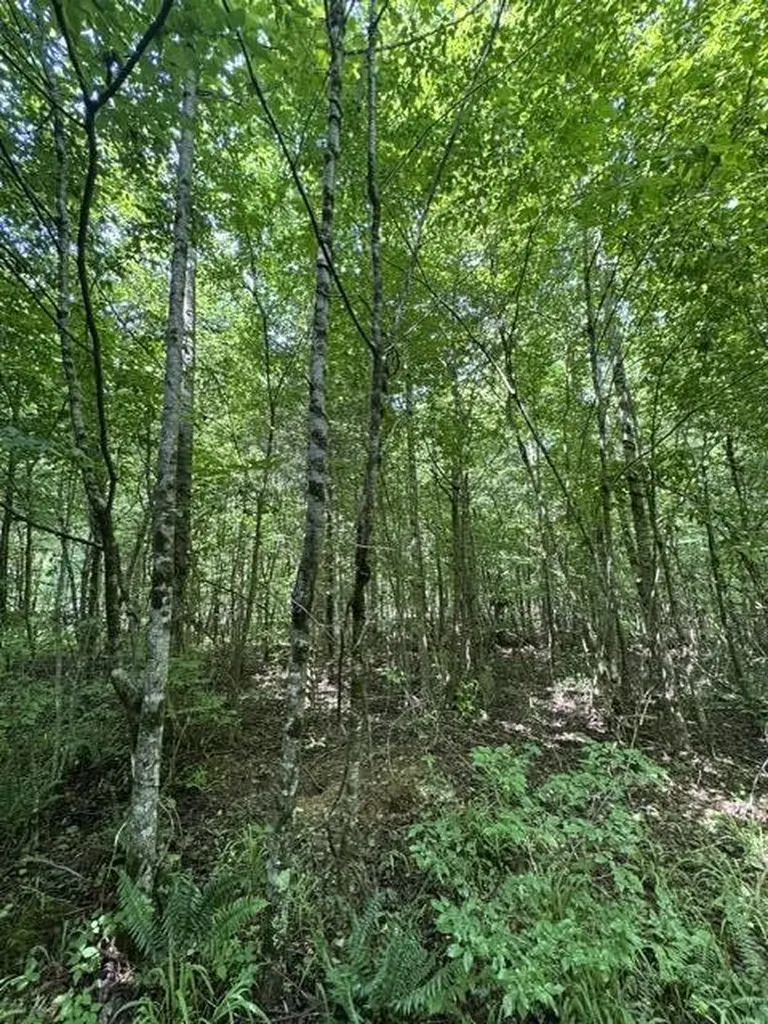 2784 Fiery Gizzard Road South Pittsburg TN 37380