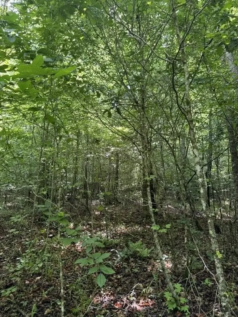 2784 Fiery Gizzard Road South Pittsburg TN 37380