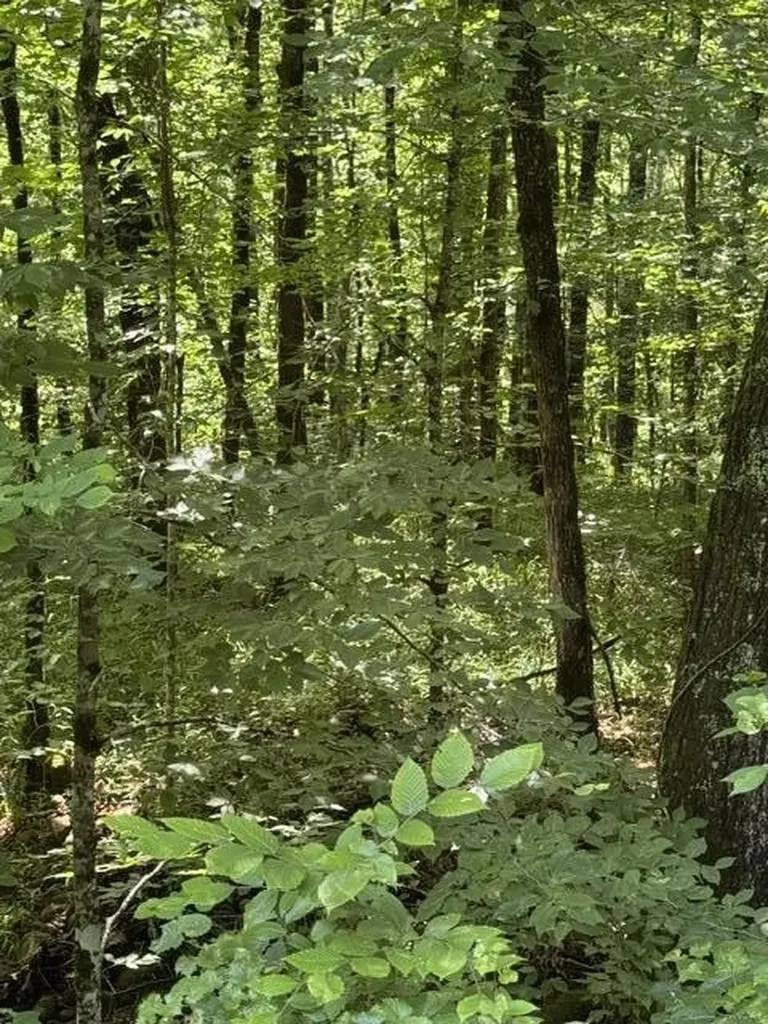 2784 Fiery Gizzard Road South Pittsburg TN 37380