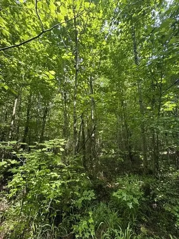 2784 Fiery Gizzard Road South Pittsburg TN 37380