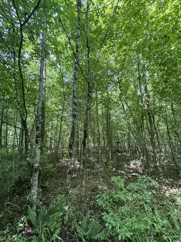 2784 Fiery Gizzard Road South Pittsburg TN 37380