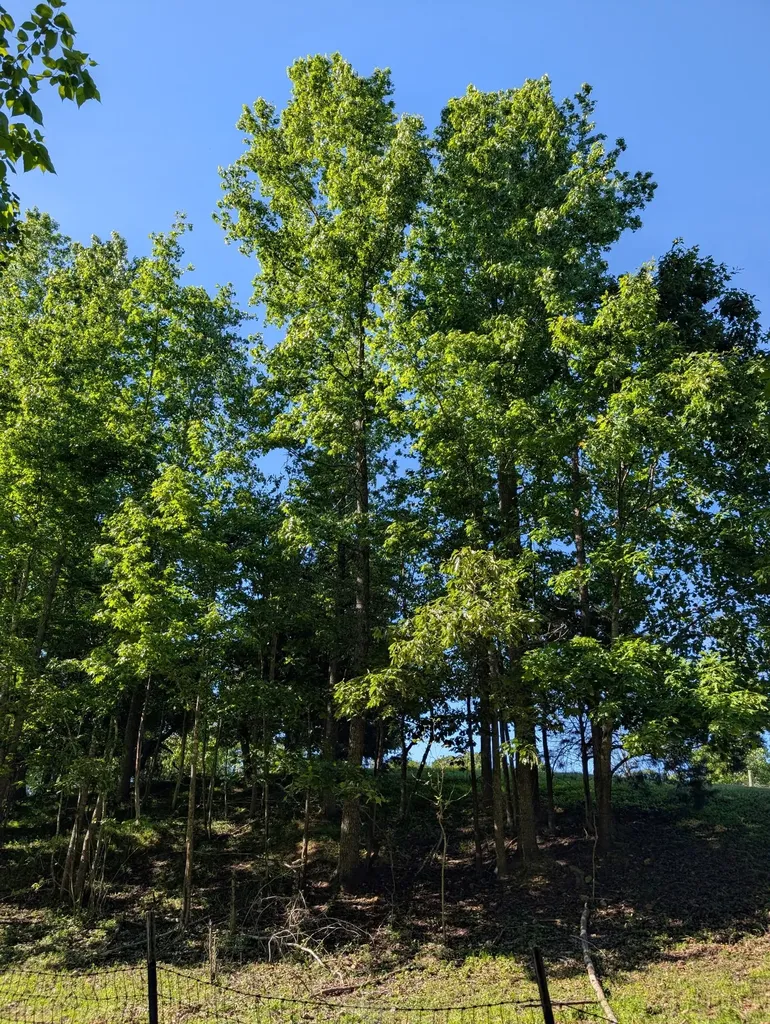 4563 Cumberland City Road Indian Mound TN 37079
