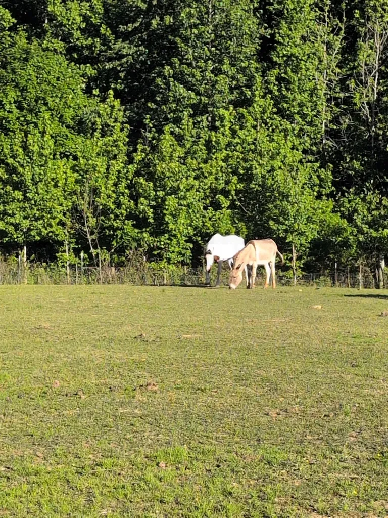 4563 Cumberland City Road Indian Mound TN 37079