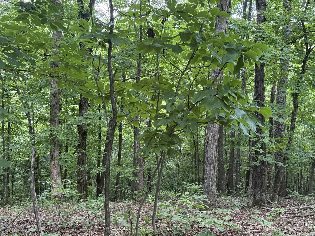 0 Jack Holt Road Prospect TN 38477