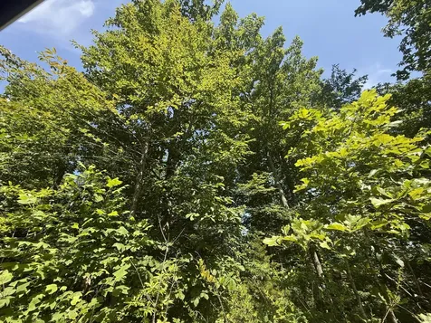 0 Black Bear Trail Road Linden TN 37096