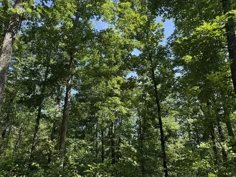 0 Black Bear Trail Road Linden TN 37096