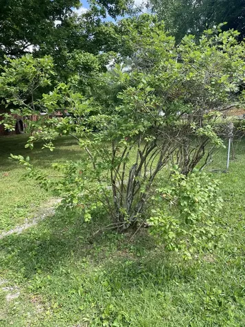 847 Anthony Avenue Smithville TN 37166