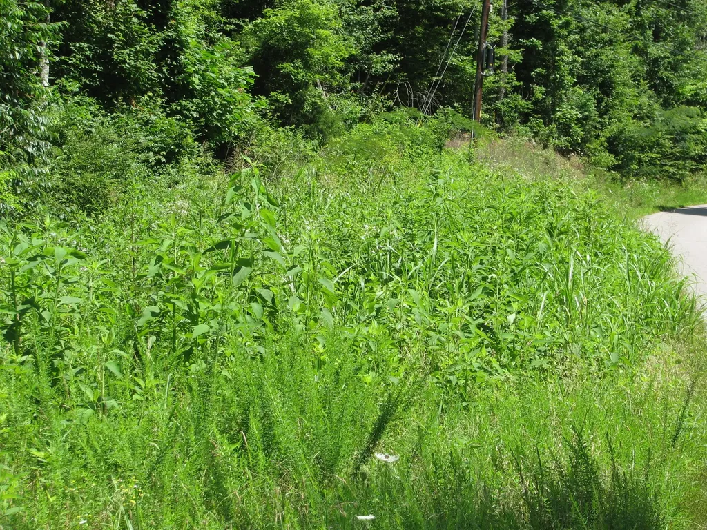 0 Matthews Hollow Road Waverly TN 37185
