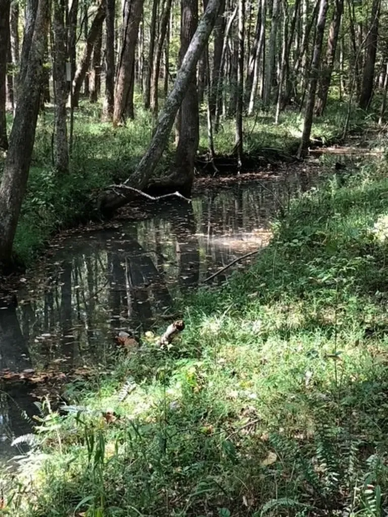 0 Matthews Hollow Road Waverly TN 37185