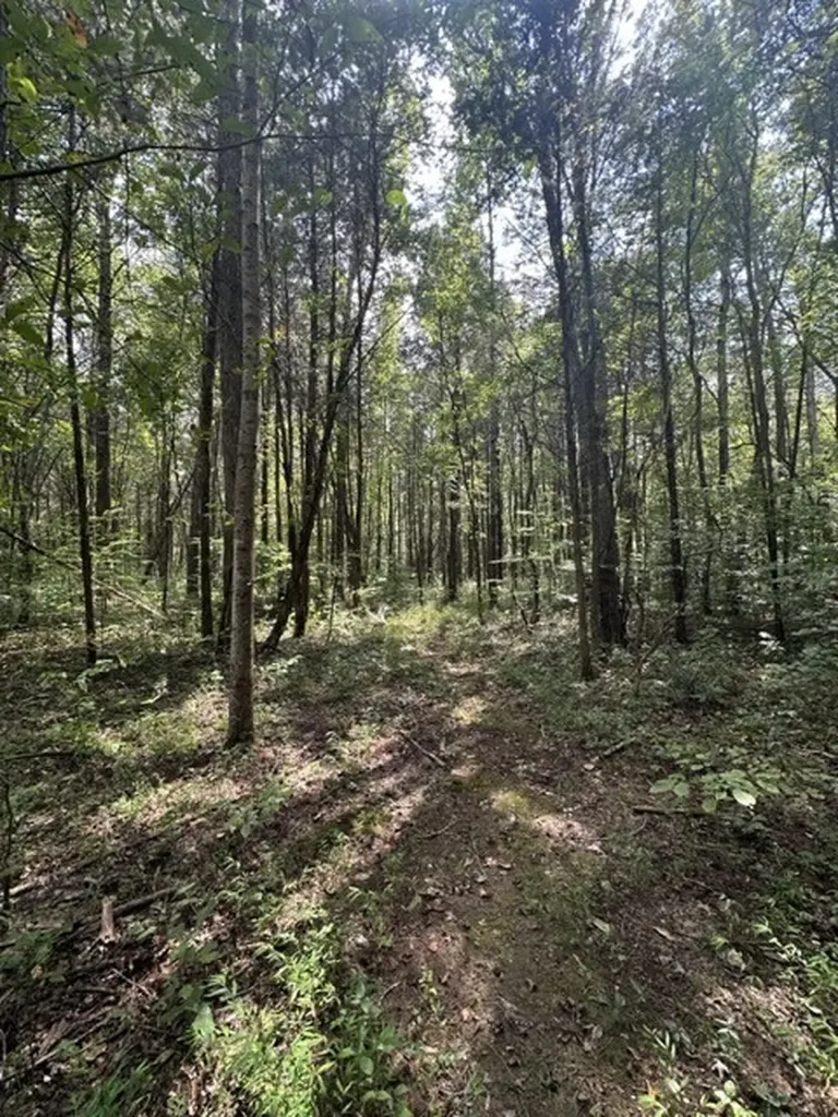 0 Matthews Hollow Road Waverly TN 37185