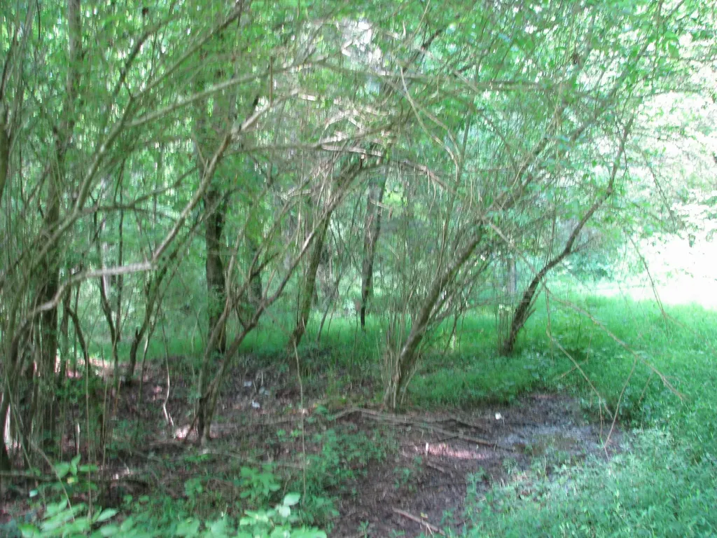 0 Matthews Hollow Road Waverly TN 37185
