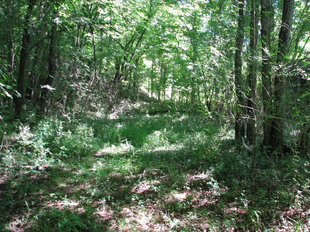 0 Matthews Hollow Road Waverly TN 37185